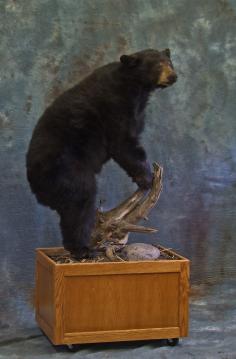 Custom Bear Habitat.