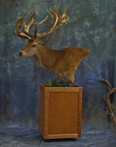Custom Habitat for a great Stag.