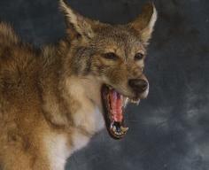SnarlingCoyote.