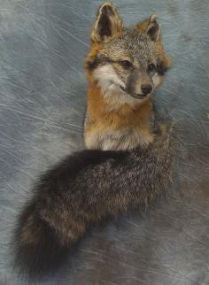 Gray Fox.