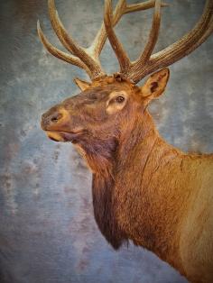 Matt Kriegels massive Elk. 2