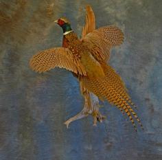 Pheasant. 1