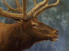 Full velvet Bull Elk face. 0