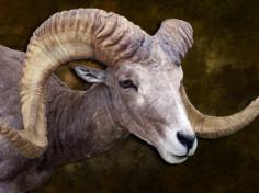 Argali  Sheep close up. 0