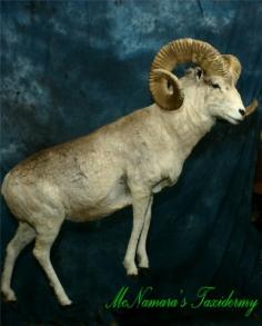 Marco Polo Argali  Sheep profile picture. 0