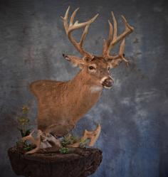 Real Nice Buck . This is a Pedestal Mount Custom Designed for the Clients Wall. 0