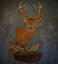 Real Nice Buck . This is a Pedestal Mount Custom Designed for the Clients Wall. Straight on Picture. 0