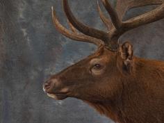 Elk Face