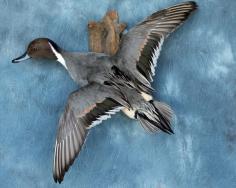 Pintail.