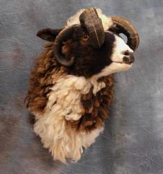 Sheep mount.