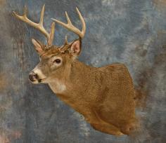 Thick neck on this nice White Tail Buck. 0