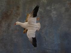 Ross Goose flying pose.