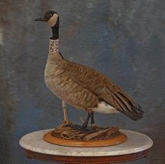 Canada Goose.