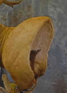 Pedestal backing of Bull Elk.