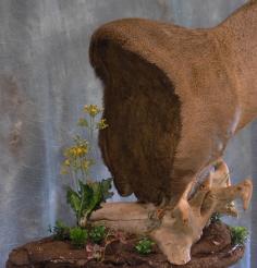 Real Nice Buck . This is a Pedestal Mount Custom Designed for the Clients Wall. Back of form Finish. 0