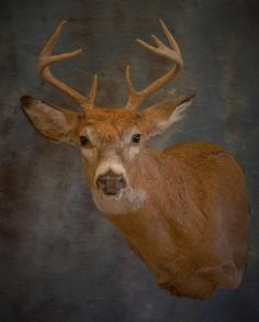 Whitetail Buck. 4