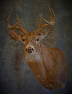 Whitetailed Buck. 2