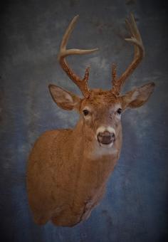 Whitetailed Buck. 3