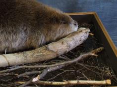 Beaver Habitat
