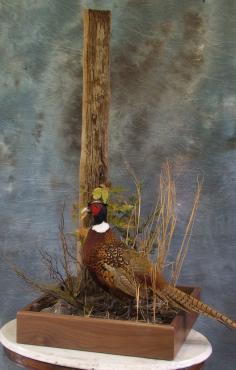 Pheasant Custom Habitat.