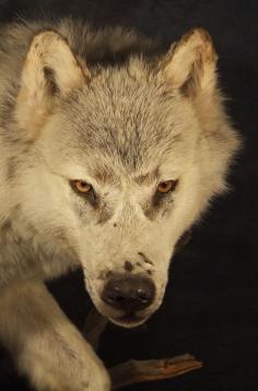 White Wolf.