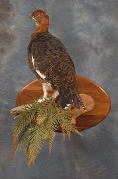 Mounted Grouse.