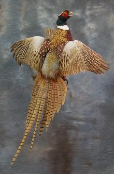 Mounted Pheasant.