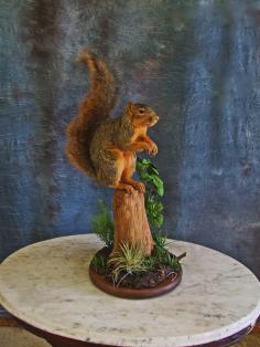 Squirrel Taxidermy.