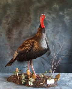 Turkey mount.