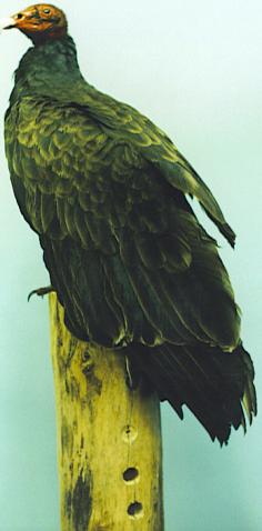 Mounted Turkey Vulture.
