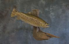 Trout Taxidermy.