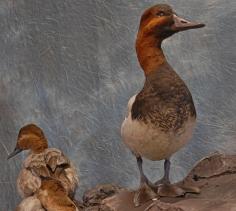 Canvasback Drake standing proud. 0
