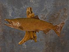 Chinook Salmon Buck.