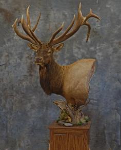 Massive pedestal  Bull Elk.