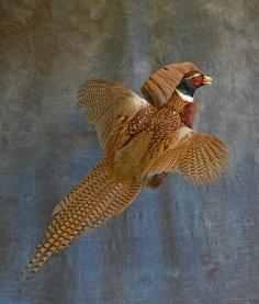 Pheasant. 0