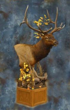 Colorado Bull Elk pedestal. 0