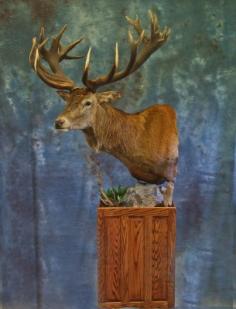 Red Stag Pedestal. 0