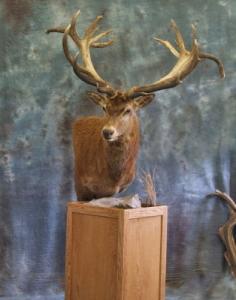 Red Stag Pedestal featuring a slight head roll. 0