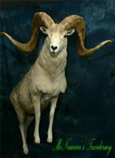 Marco Polo Argali  Sheep from the front. 0