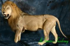 Nice mained African Lion. 0
