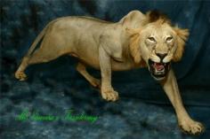 Agressive African Lion. 0
