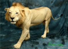African Lion stalking prey. 0