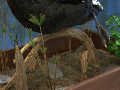 Black Swan Habitat 0