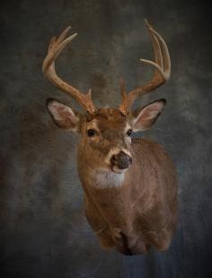 White-tailed Deer Buck. 0