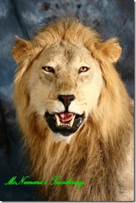 African Lion.