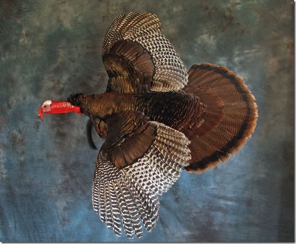 Turkey Mount 0