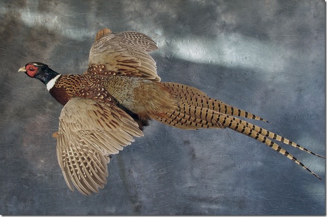 Upland Bird Mount. Pheasant