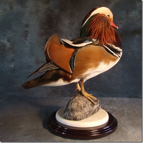 Waterfowl Mount.