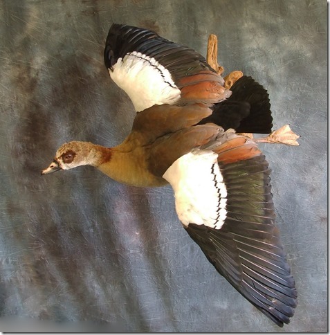 Waterfowl Mount.