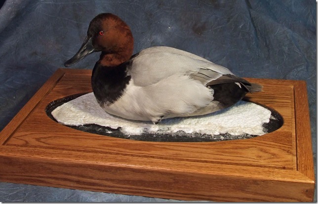 Canvasback.